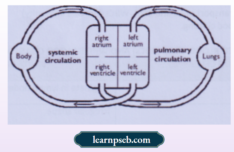 PSEB Solutions Class 10 Biology Chapter 1 Double Circulation In Humans