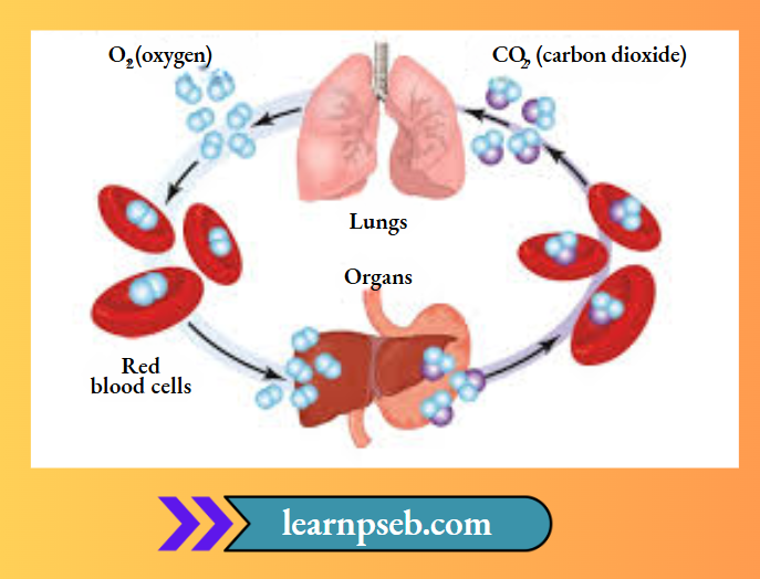 PSEB Solutions Class 10 Biology Chapter 1 Exchange Of Gases In Humans