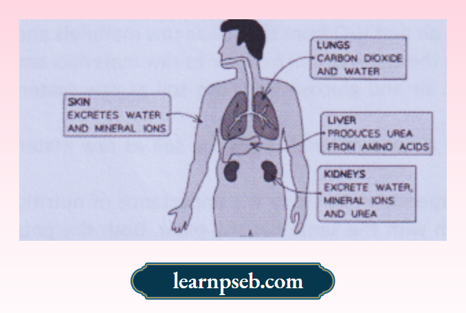 PSEB Solutions Class 10 Biology Chapter 1 Excretory Organs In Human Beings