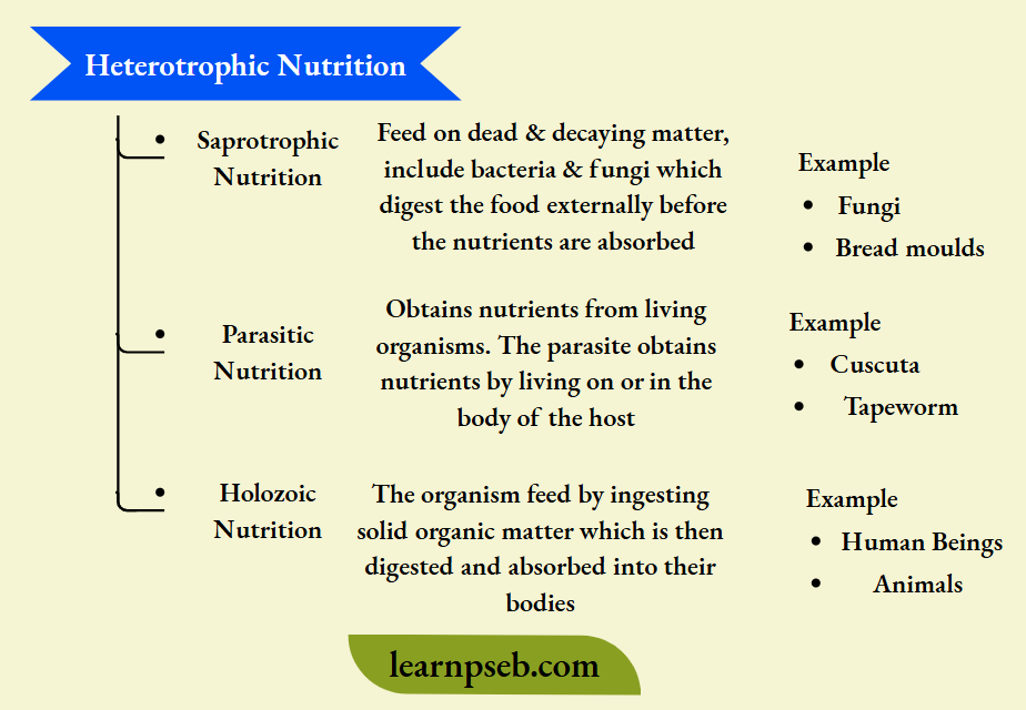 PSEB Solutions Class 10 Biology Chapter 1 Heterophilic Nutrition