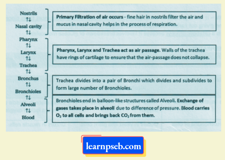 PSEB Solutions Class 10 Biology Chapter 1 Human Respiratory System