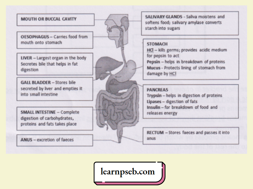 PSEB Solutions Class 10 Biology Chapter 1 Nutrition In Multi-Cellular Organisms