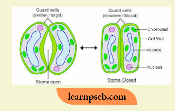 PSEB Solutions Class 10 Biology Chapter 1 Opening And Closing Of Stomata