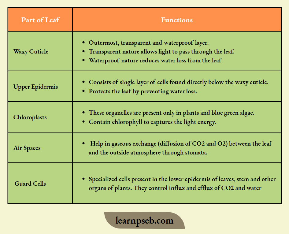 PSEB Solutions Class 10 Biology Chapter 1 Parts Of Leaf And Their Functions