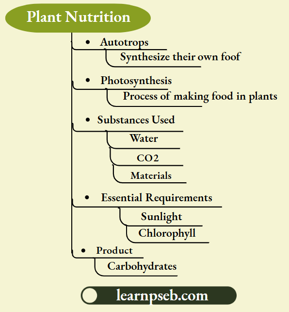 PSEB Solutions Class 10 Biology Chapter 1 Plant Nutrition