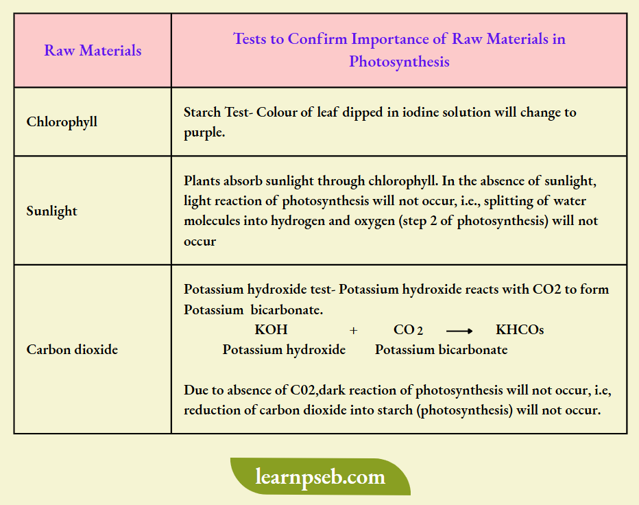 PSEB Solutions Class 10 Biology Chapter 1 Raw Materials In Photosynthesis