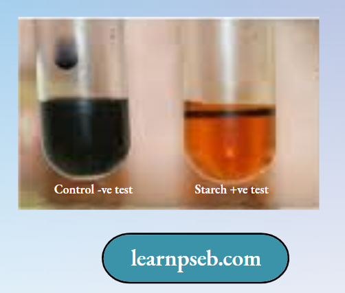 PSEB Solutions Class 10 Biology Chapter 1 Starch Iodide Test To Check The Presence Of Starch In Saliva