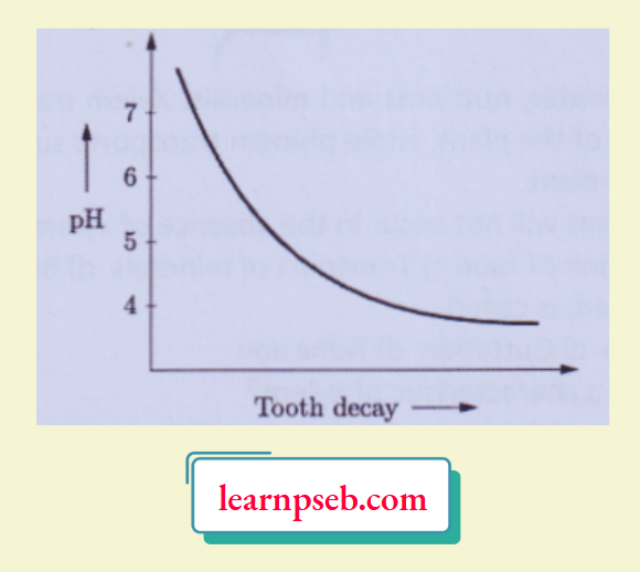 PSEB Solutions Class 10 Biology Chapter 1 Tooth Decay
