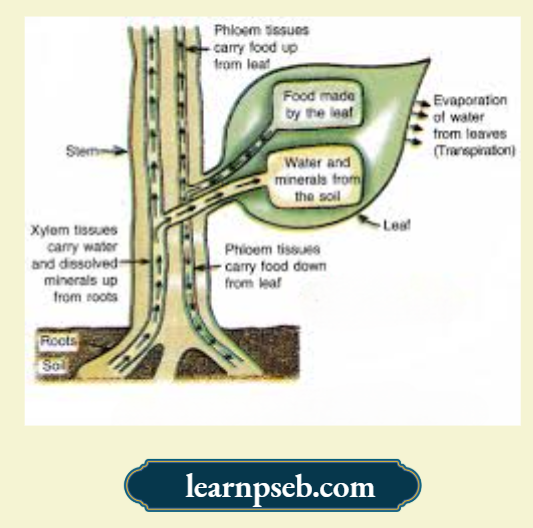 PSEB Solutions Class 10 Biology Chapter 1 Transportation In Plants