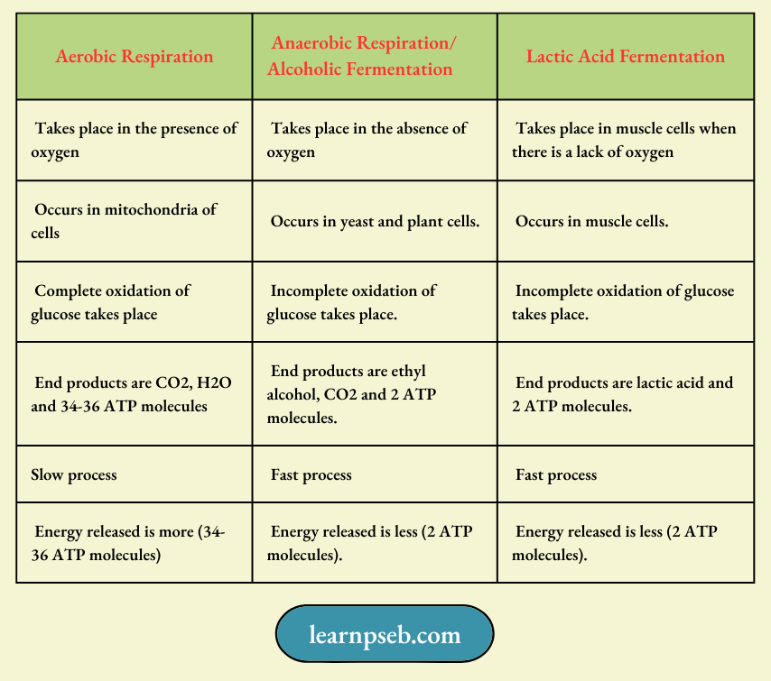 PSEB Solutions Class 10 Biology Chapter 1 Types Of Respiration