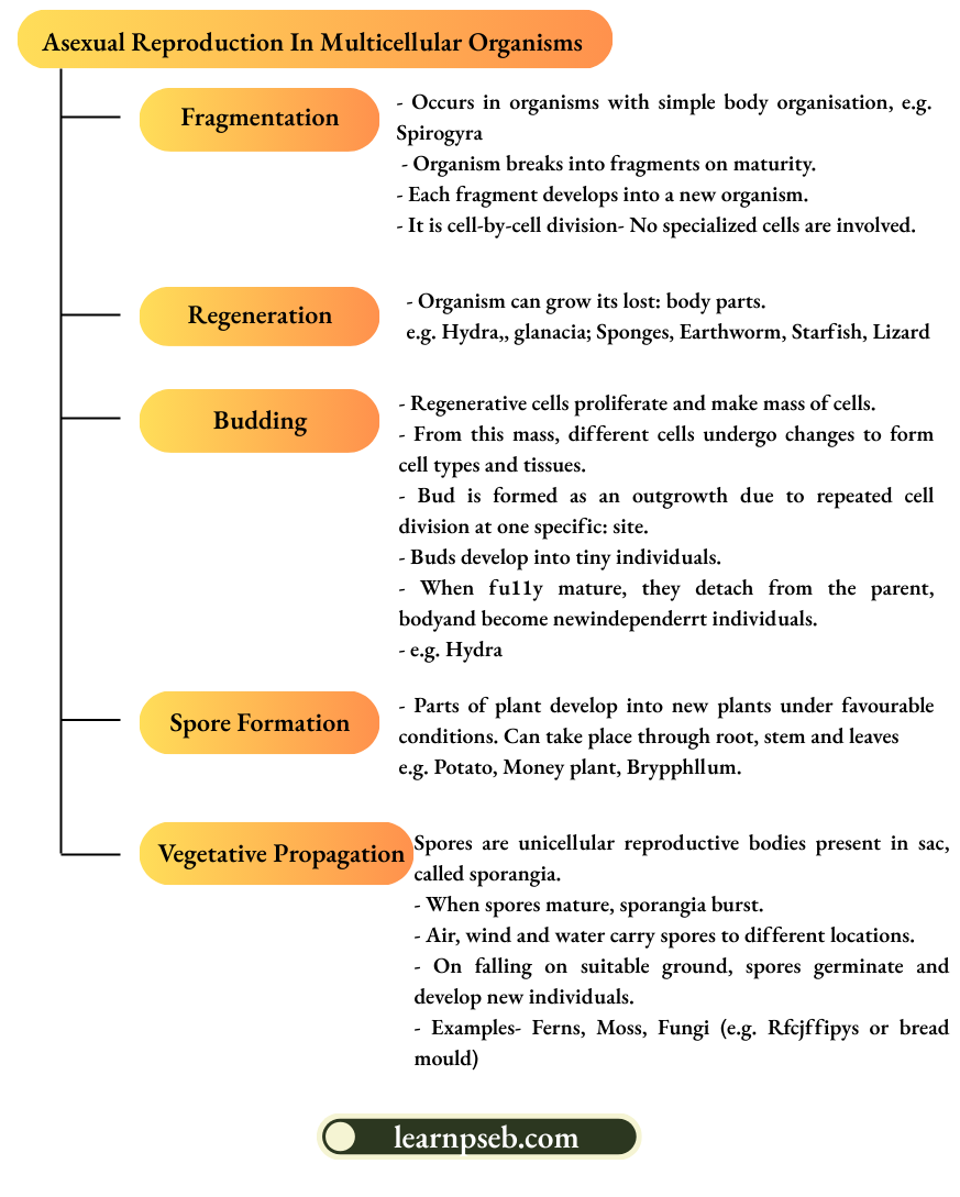 PSEB Solutions Class 10 Biology Chapter 2 Asexual Reproduction In Multicellular Organisms