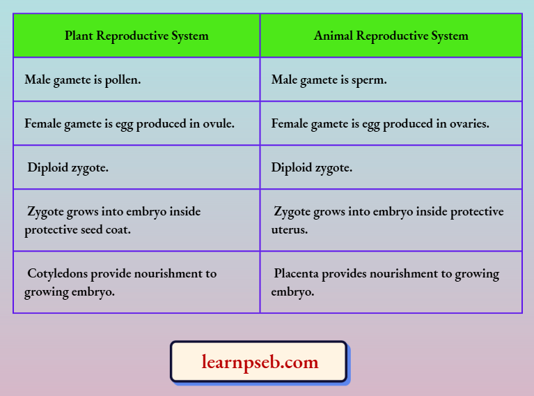 PSEB Solutions Class 10 Biology Chapter 2 Comaprison Between Sexual Reproductive System Of Plants And Animals