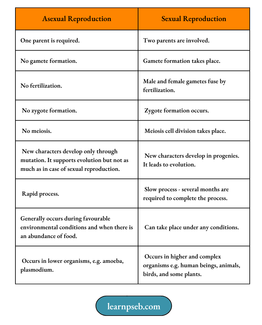 PSEB Solutions Class 10 Biology Chapter 2 Difference Between Asexual And Sexual Reproduction