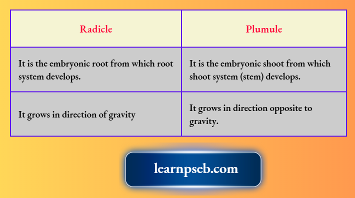 PSEB Solutions Class 10 Biology Chapter 2 Difference Between Radicle And Plumule