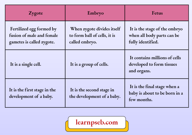 PSEB Solutions Class 10 Biology Chapter 2 Difference Between Zygote Embryo And Fetus