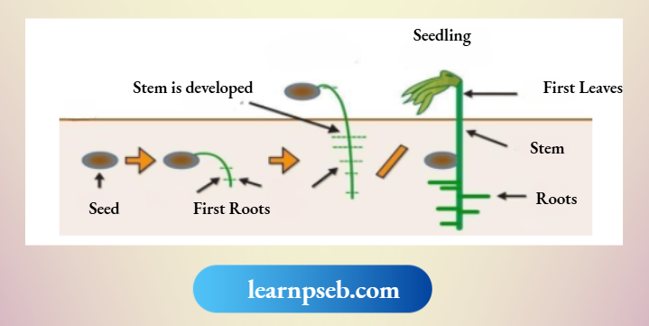 PSEB Solutions Class 10 Biology Chapter 2 Five Stages In Germination Of Seed