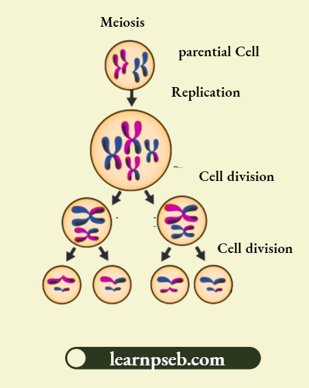 PSEB Solutions Class 10 Biology Chapter 2 Maintenance Of Number Of Chromosomes In Sexual Reproduction