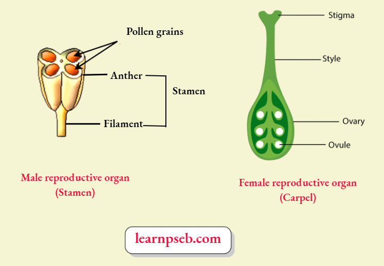 PSEB Solutions Class 10 Biology Chapter 2 Male And Female Reproductive Organs Of Flowering Plants (Angiosperms)