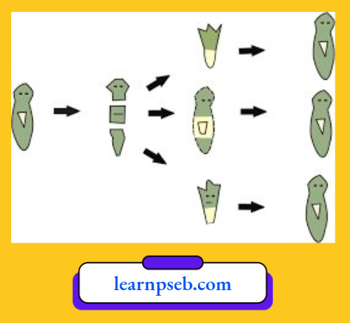 PSEB Solutions Class 10 Biology Chapter 2 Mode Of Reproduction And Regeneration