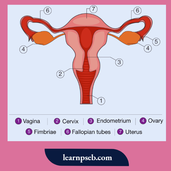 PSEB Solutions Class 10 Biology Chapter 2 Parts Of Female Reproductive System