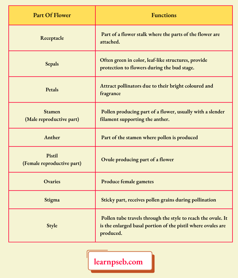 PSEB Solutions Class 10 Biology Chapter 2 Parts Of Flower And Their Functions