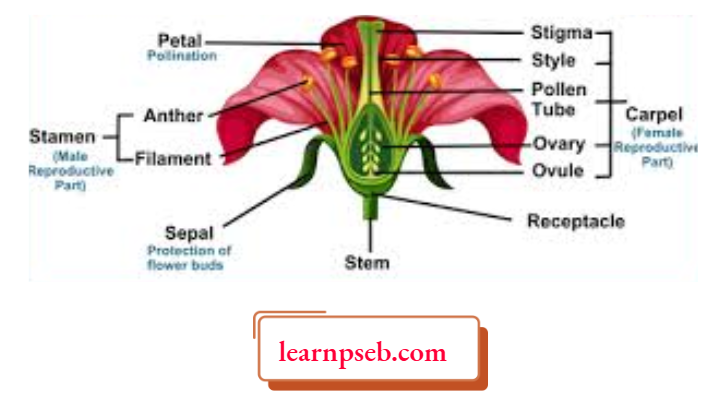 PSEB Solutions Class 10 Biology Chapter 2 Parts Of Flower
