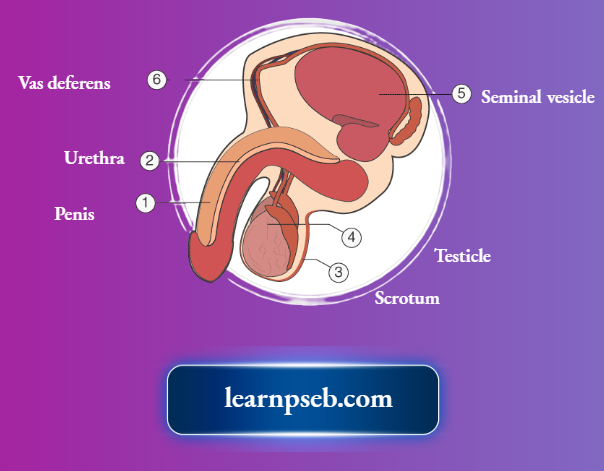 PSEB Solutions Class 10 Biology Chapter 2 Parts Of Male Reproductive System