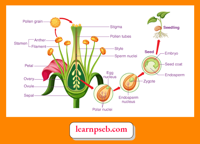 PSEB Solutions Class 10 Biology Chapter 2 Steps Involved In Reproduction In Flowering Plants (Angiosperms)