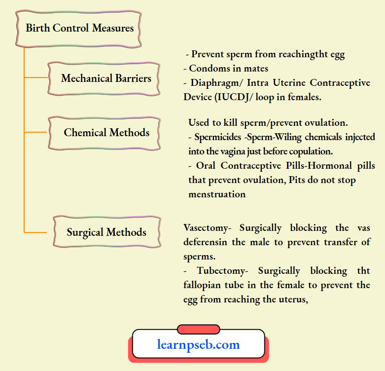 PSEB Solutions Class 10 Biology Chapter 2 Types Of Birth Control Measures