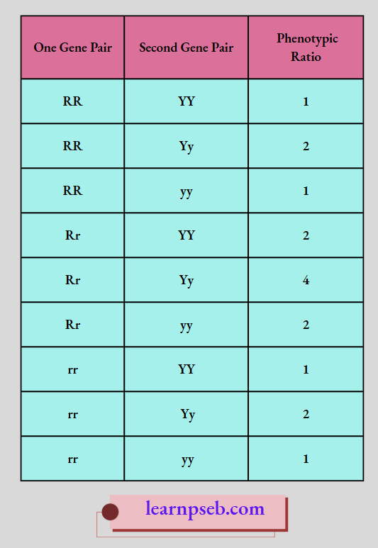 PSEB Solutions Class 10 Biology Chapter 3 Learn Genotypic Ratio In Dihybrid Cross