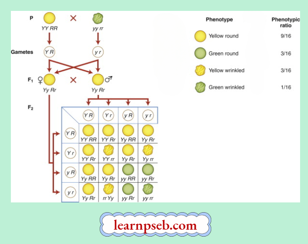PSEB Solutions Class 10 Biology Chapter 3 Mendel Conducted Dihybrid Cross Which Involved Two Pairs Of Contrasting Characters