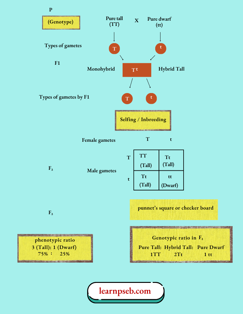 PSEB Solutions Class 10 Biology Chapter 3 Mendel's Experiments Monohybrid Cross