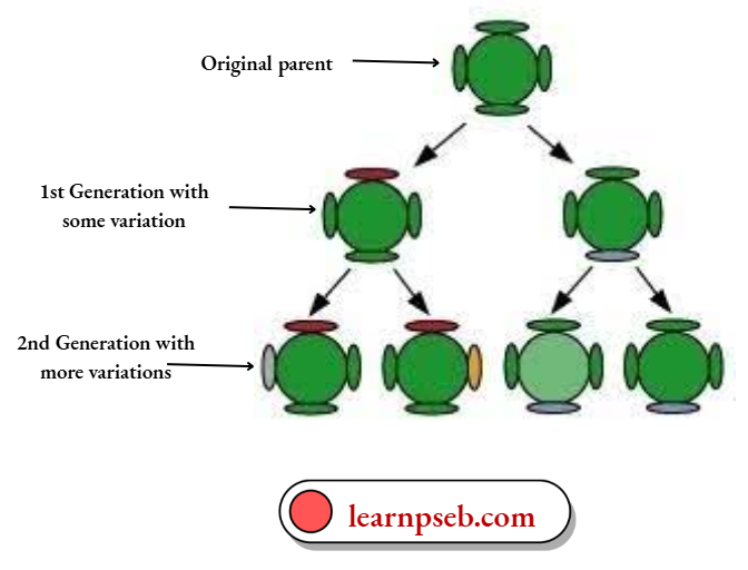 PSEB Solutions Class 10 Biology Chapter 3 Reason For Variations In Asexual Reproduction