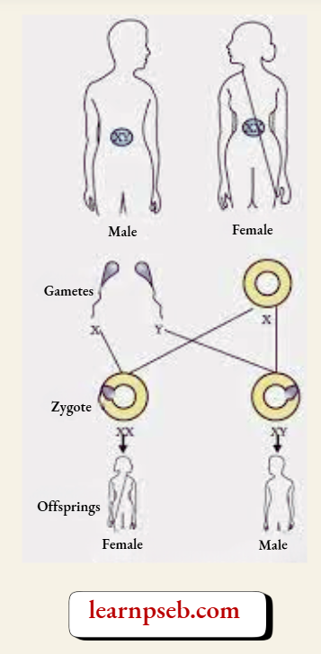 PSEB Solutions Class 10 Biology Chapter 3 Reasons For Variations In Sexual Reproduction