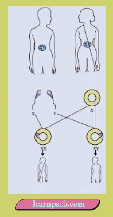 PSEB Solutions Class 10 Biology Chapter 3 Sex Determination In Humans Genetic Factors