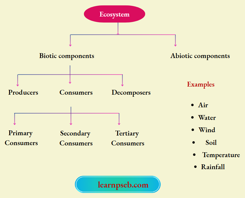 PSEB Solutions Class 10 Biology Chapter 5 Components Of Ecosystem