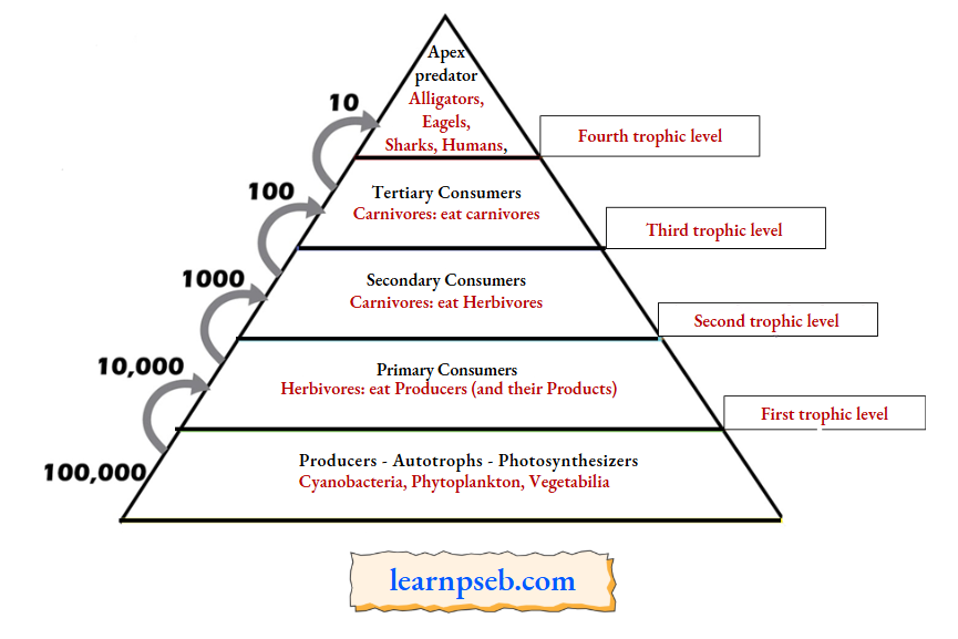 PSEB Solutions Class 10 Biology Chapter 5 Food Chain