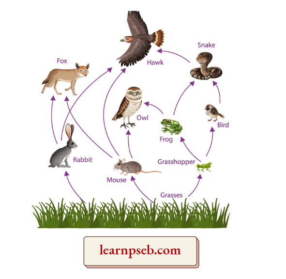 PSEB Solutions Class 10 Biology Chapter 5 Food Web