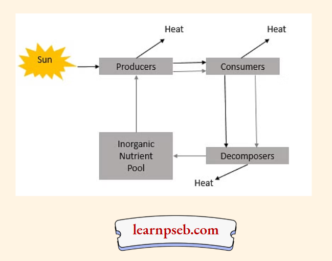 PSEB Solutions Class 10 Biology Chapter 5 Important Points About Food Chain