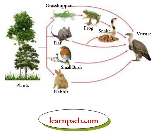 PSEB Solutions Class 10 Biology Chapter 5 Interconnected Food Chains Form A Food Web